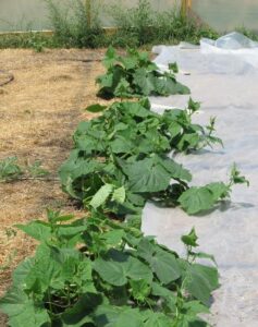 A Hoophouse on the Horizon, Part 4:  Learning Curve Image